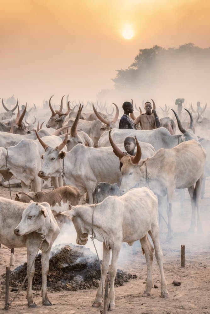 African Cattle Sunset by Trevor Cole — canvas wall art