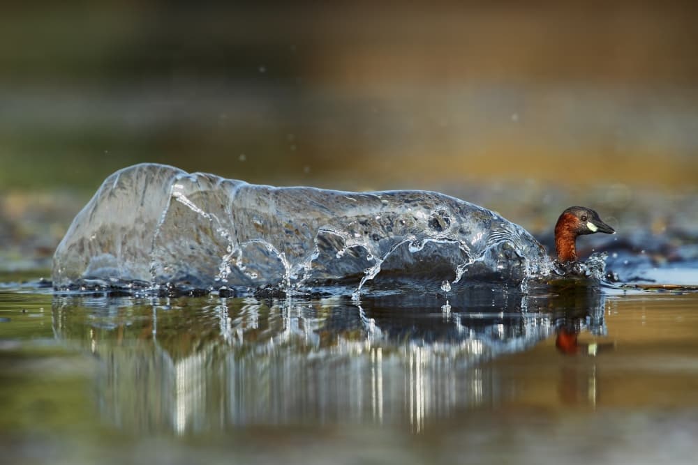 Little Grebe Splash by Nicolás Merino — canvas wall art