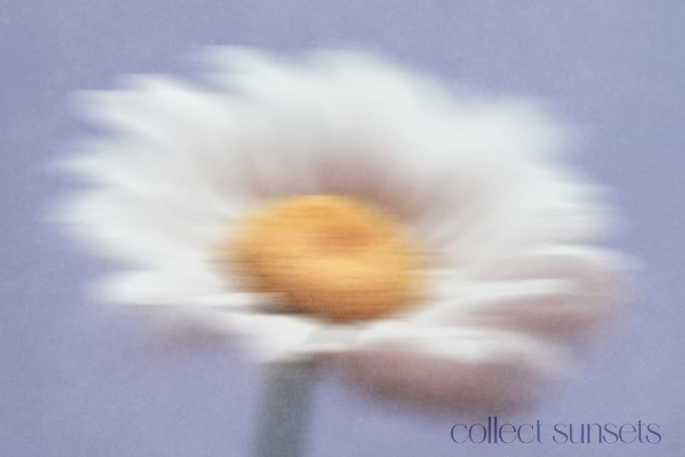 Dreamy White Bloom by Treechild — canvas wall art