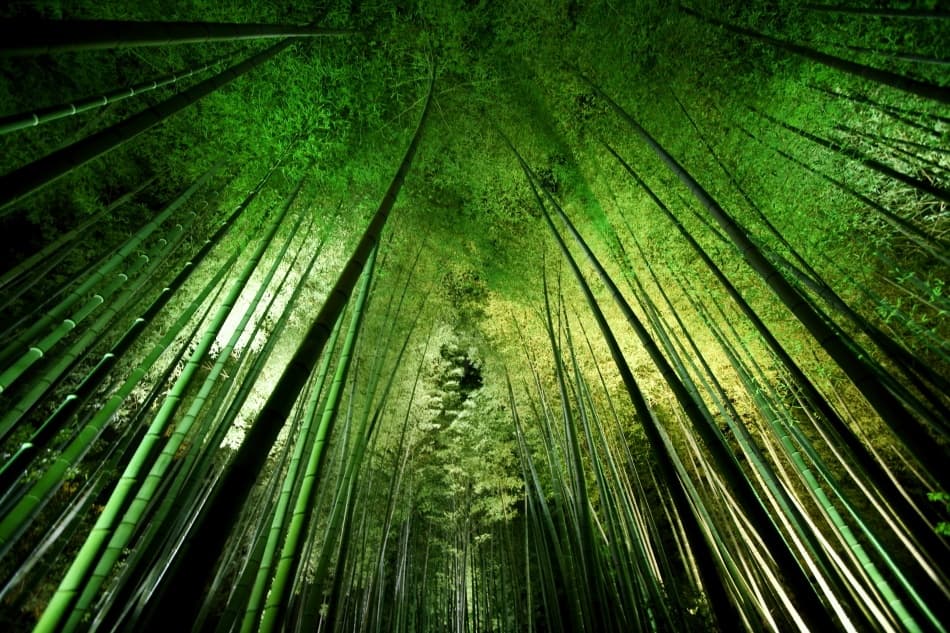 Vibrant Bamboo Forest by Takeshi Marumoto — canvas wall art