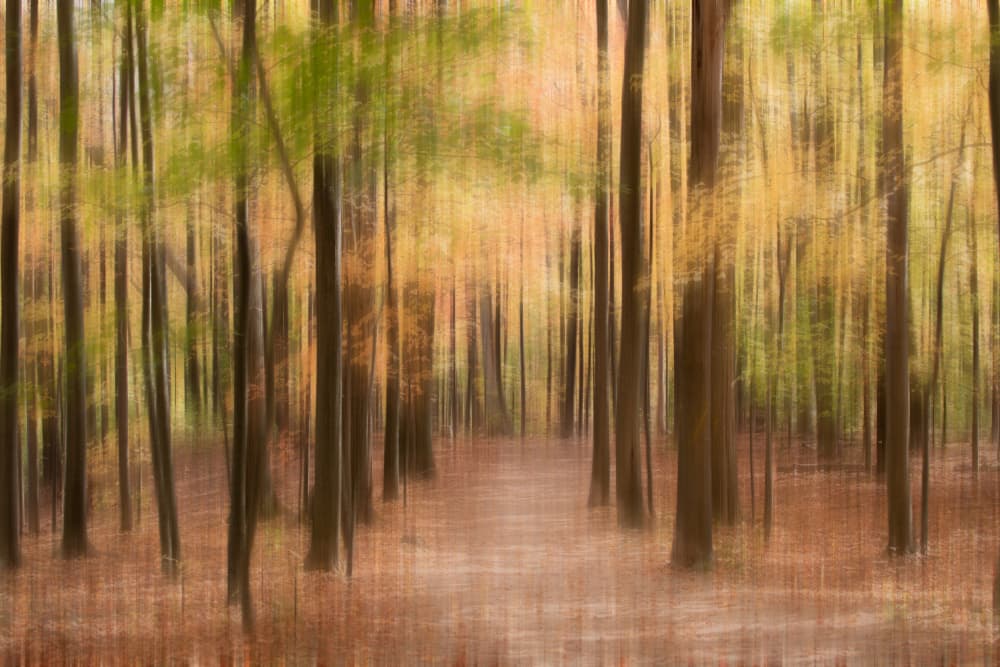 Blurred Autumn Forest Path by Cindy Liu — canvas wall art
