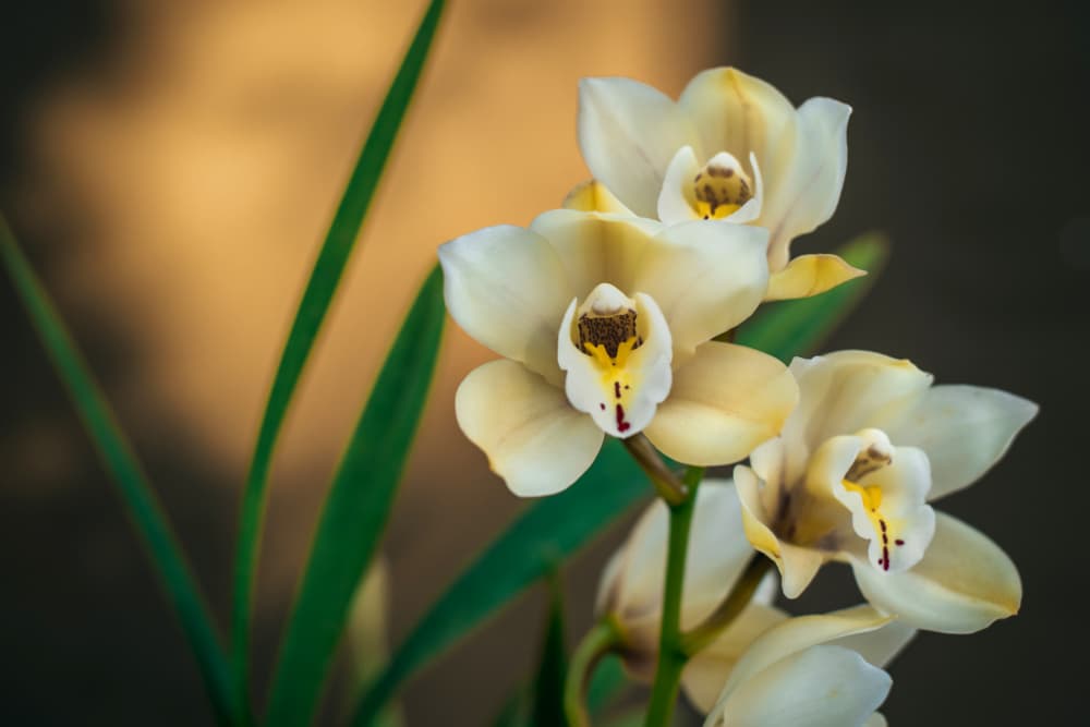 Elegant Cream Orchids by Tim Mossholder — canvas wall art