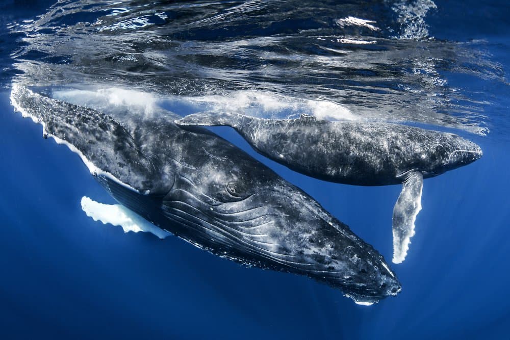 Humpback Whales Blue Depths by Cédric Péneau — canvas wall art
