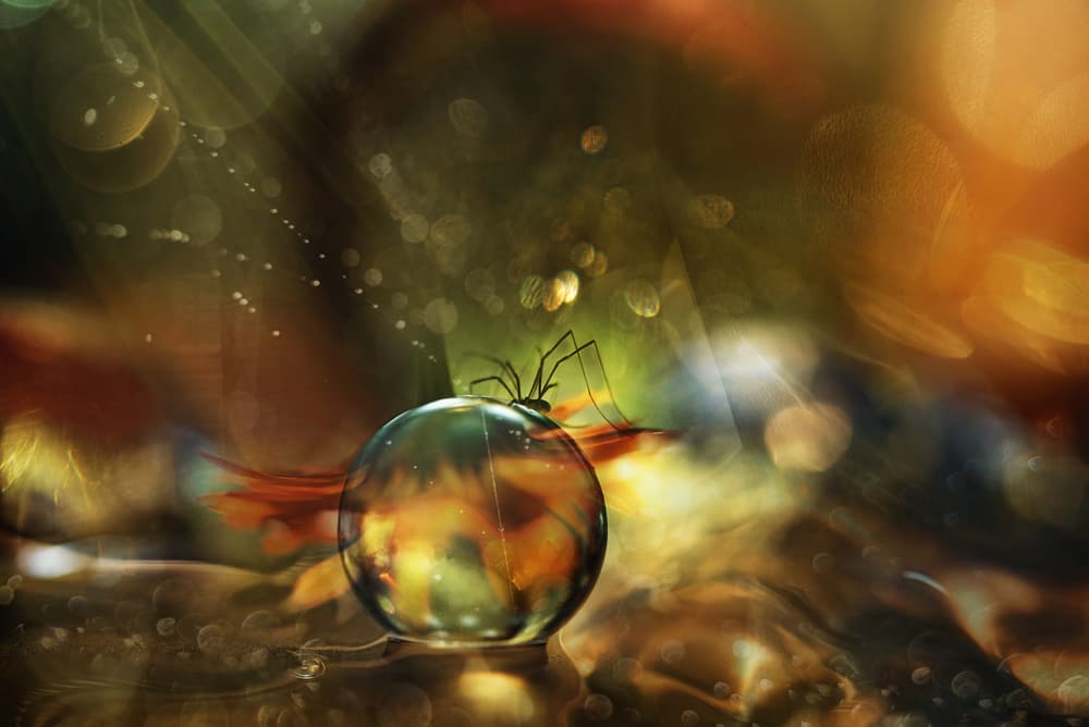 Spider's Golden Orb by Heidi Westum — canvas wall art