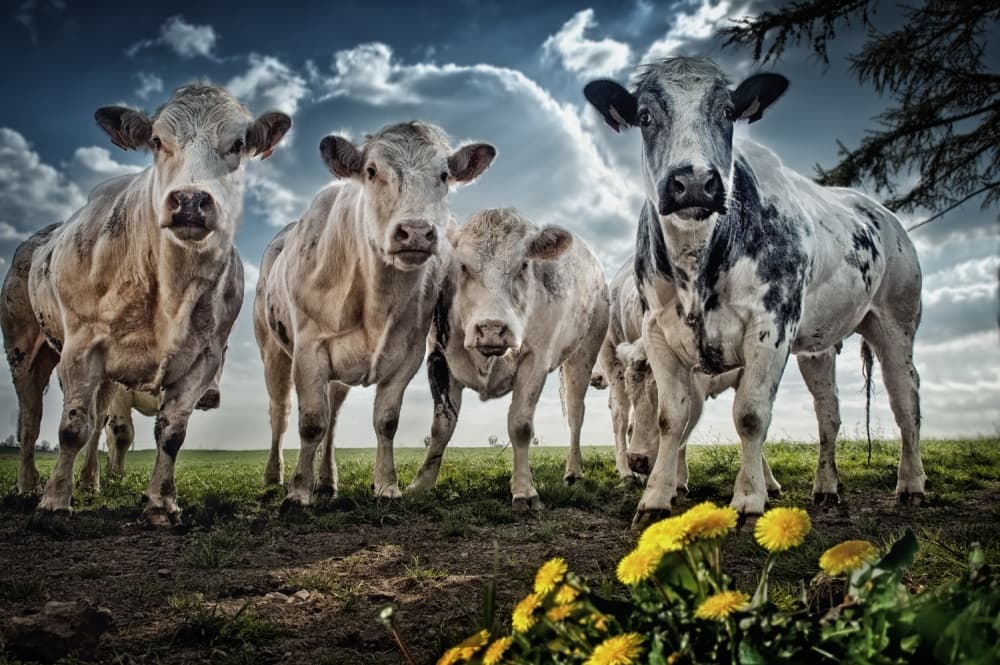 Curious Pasture Cows by Piet Flour — canvas wall art