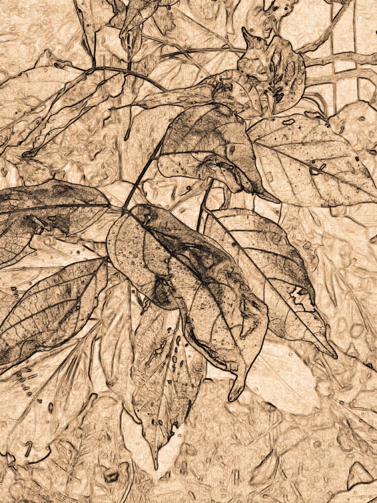Vintage Botanical Drawing by Santhosh ch — canvas wall art