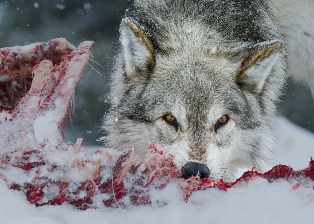 Winter Wolf Feast by Rob Li — canvas wall art