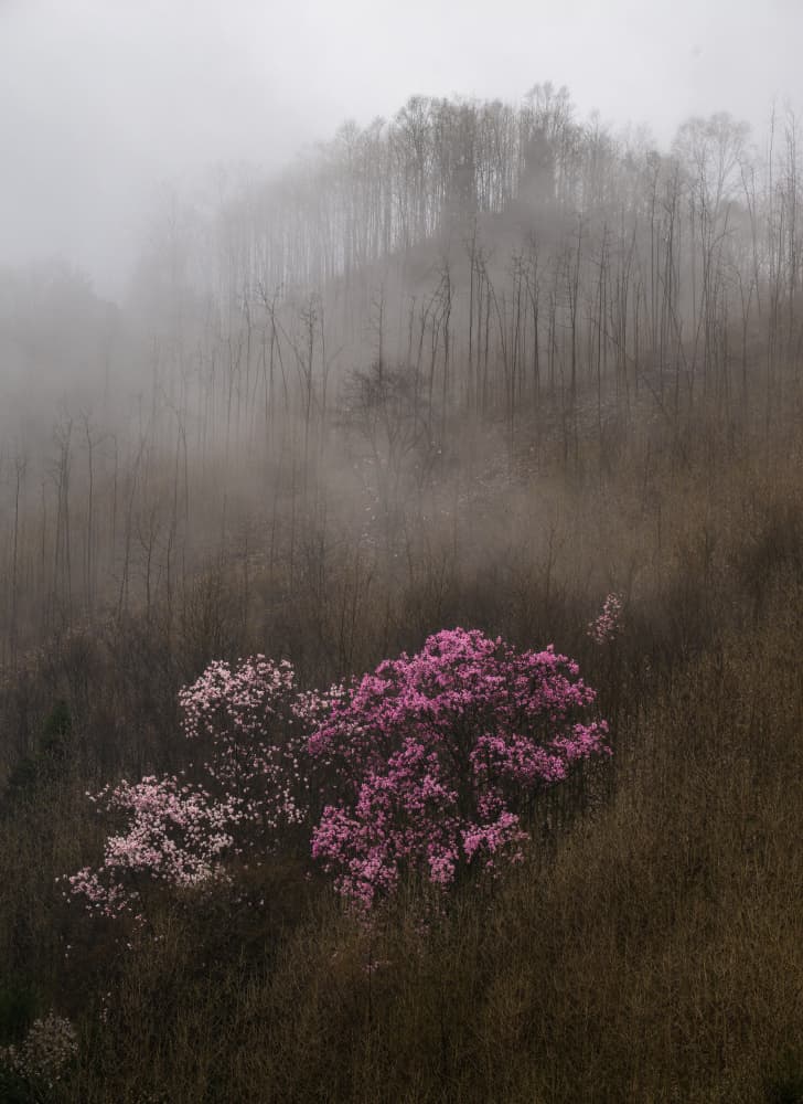 Misty Mountain Flowers by Wenjin Yu — canvas wall art