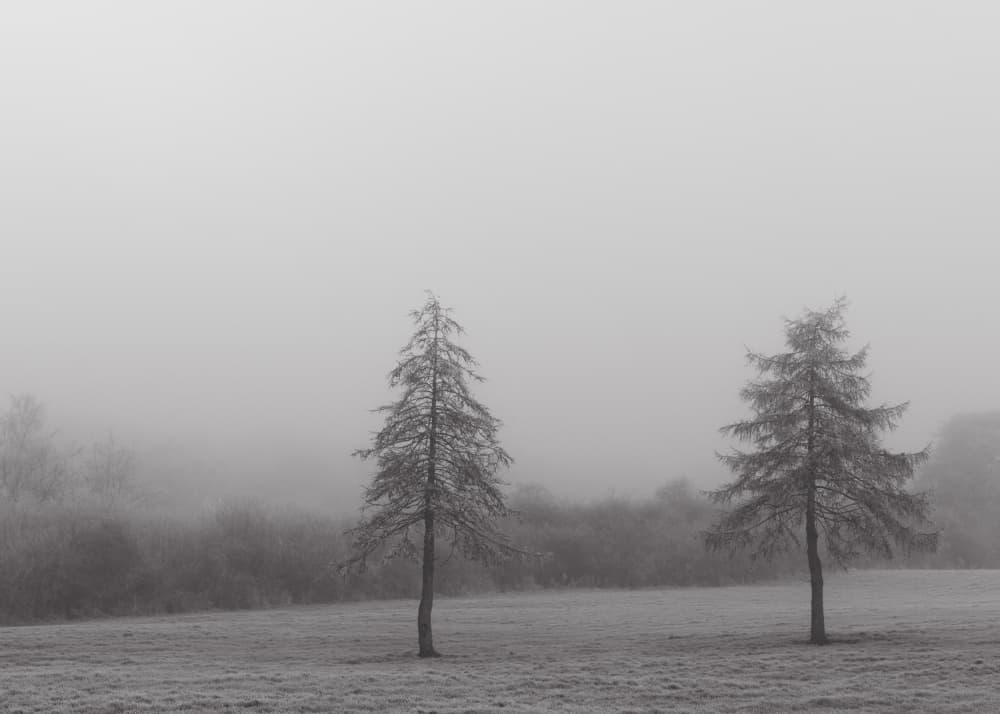 Misty Winter Trees by Lynann Colligan — canvas wall art