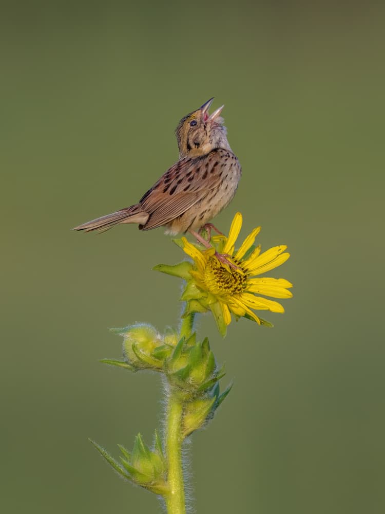 Singing Bird on Sunflower by Jacob (Jian) Xu — canvas wall art