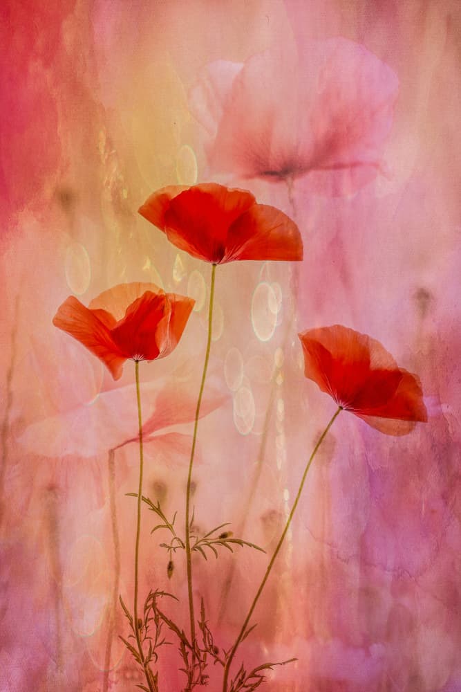 Dreamy Red Poppies by Hilda van der Lee — canvas wall art