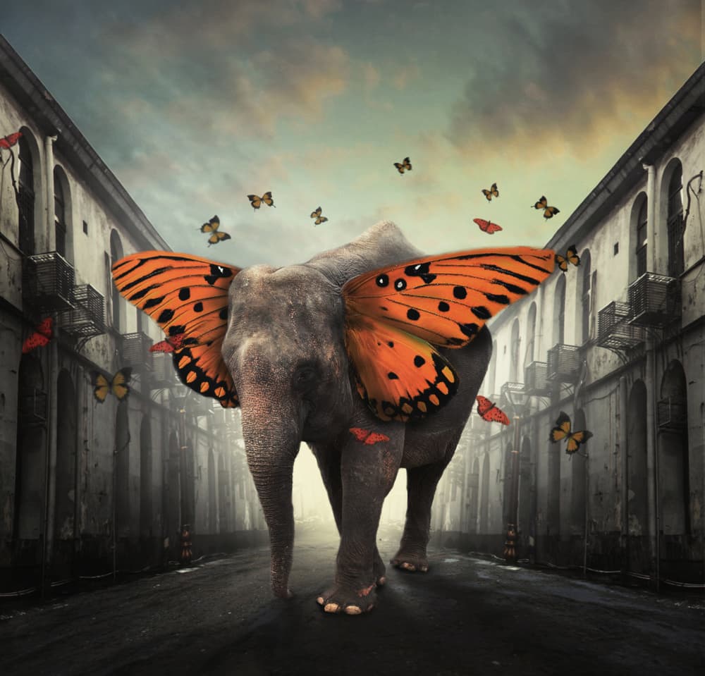 Elephant Butterfly Walk by hardibudi — canvas wall art