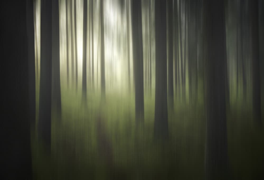 Dreamy Forest Blur by Christian Lindsten — canvas wall art