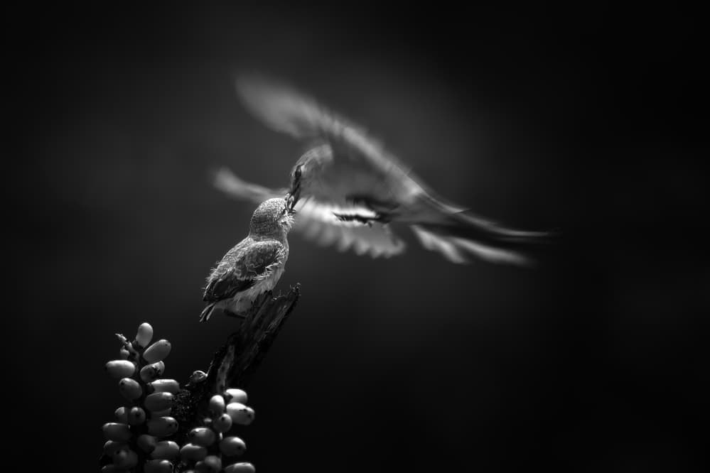 Nurturing Flight by Gunarto Song — canvas wall art