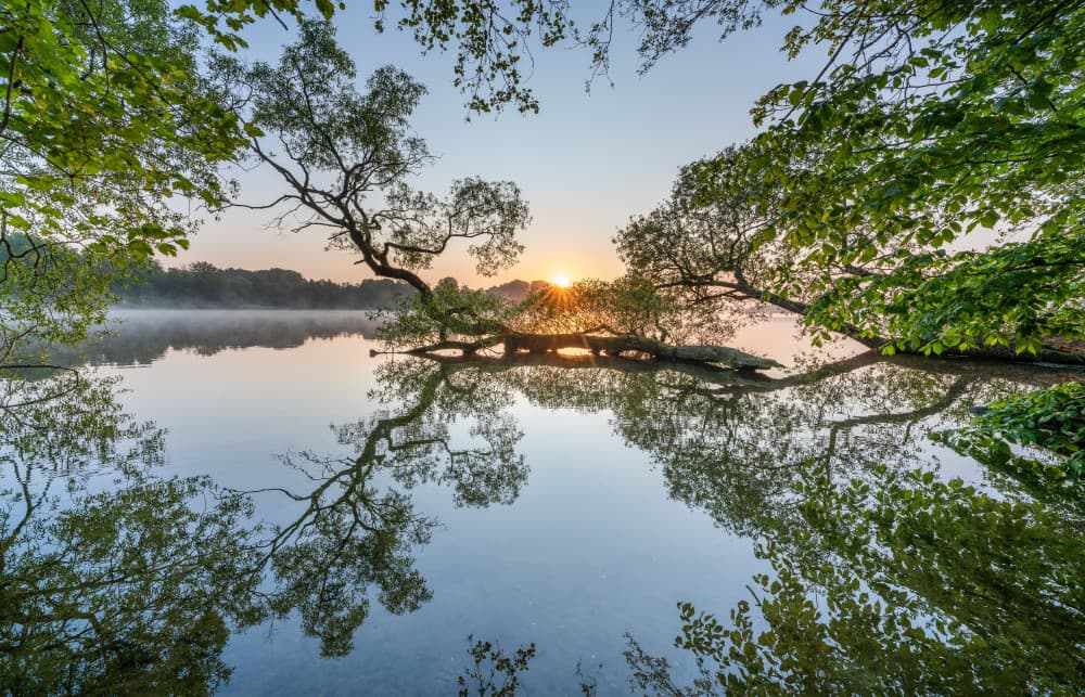 Sunrise Lake Tree Reflection by Keller — canvas wall art
