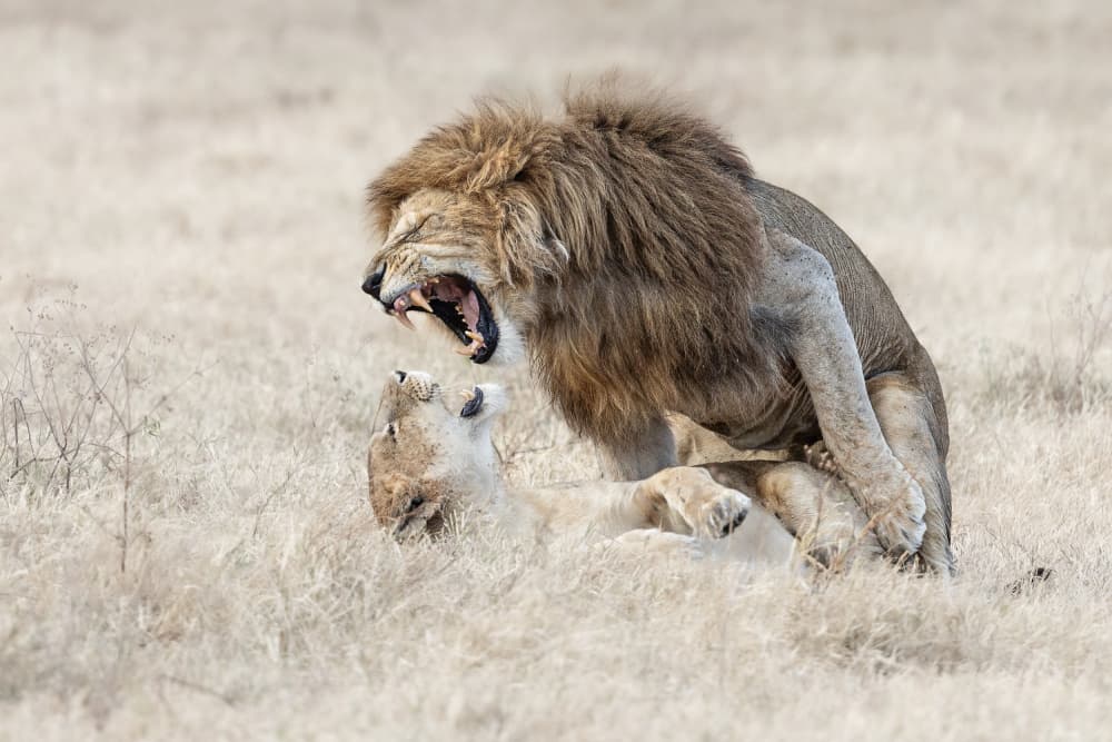 Mating Lions Roar by Ali Khataw — canvas wall art