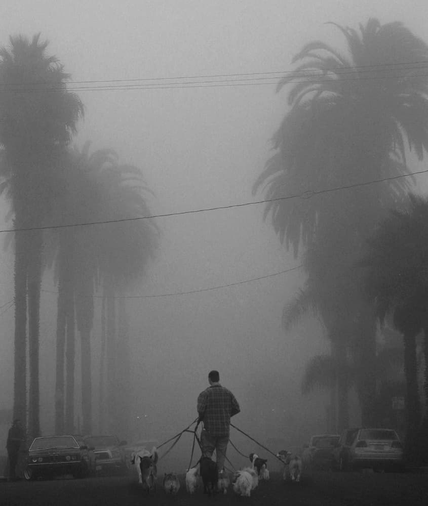 Foggy Morning Dog Walk by LARRY BUTTERWORTH — canvas wall art