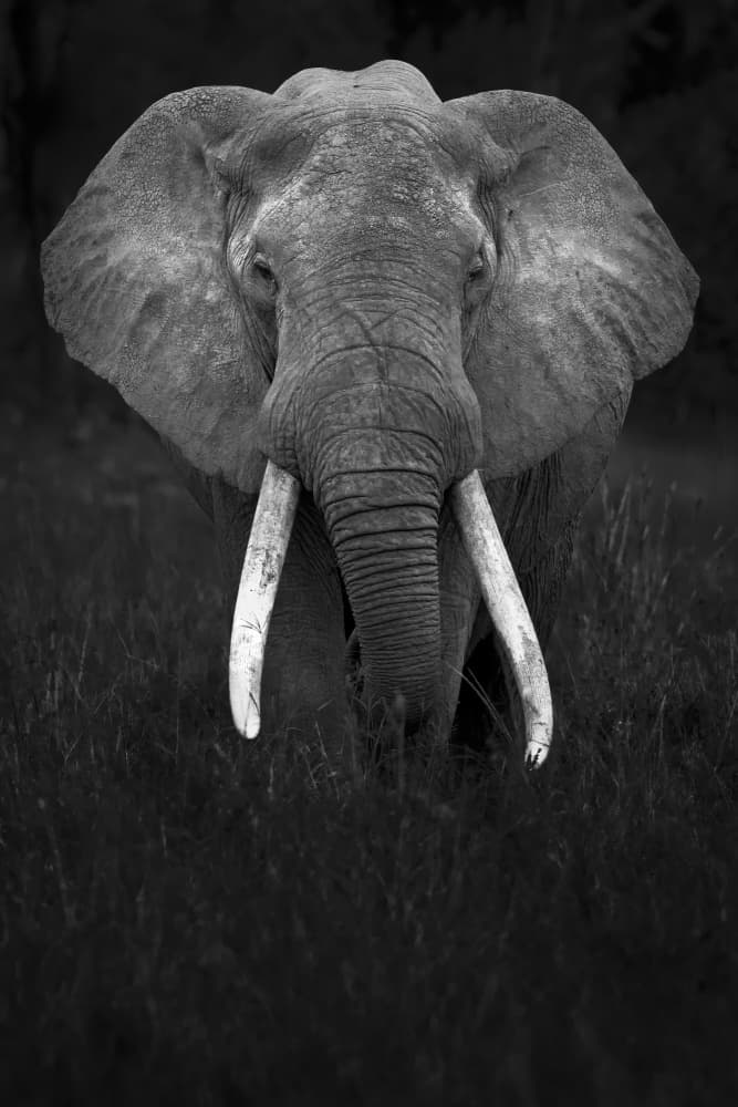 Majestic Elephant Portrait by Gustavo Costa — canvas wall art