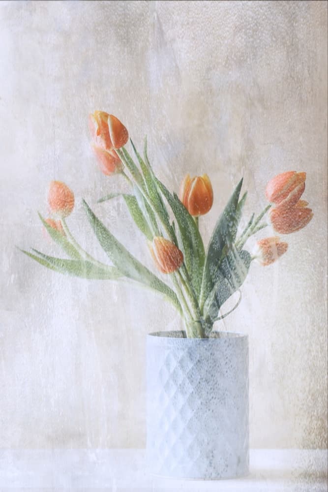 Soft Orange Tulips by Delphine Devos — canvas wall art