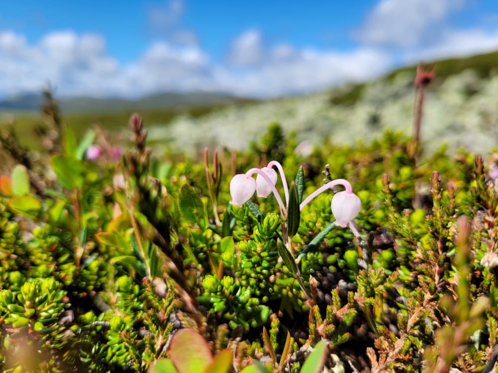 Delicate Alpine Bellflowers by Olea Huuska — canvas wall art