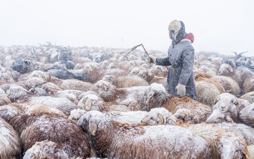 Shepherd in Winter Snow by HIRAK BHATTACHARJEE — canvas wall art