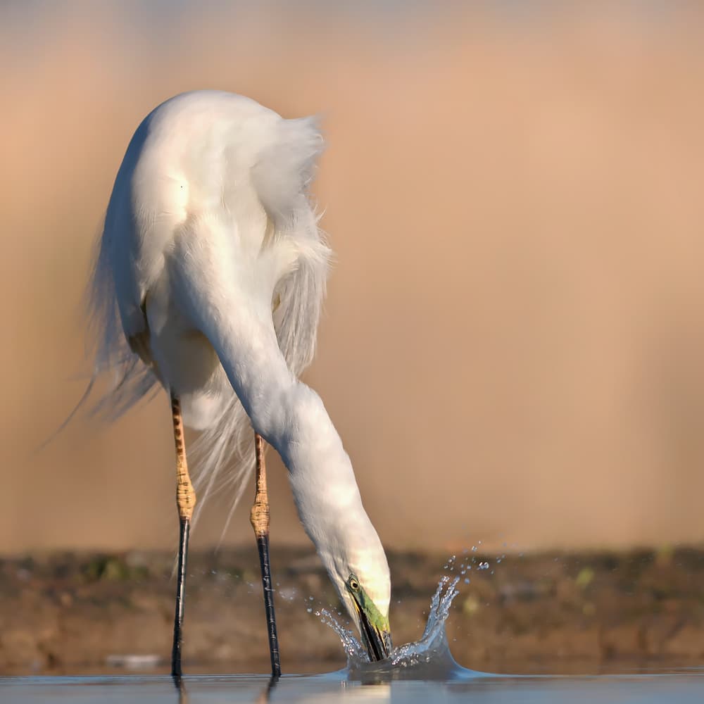 Graceful Egret Fishing by Annie Poreider — canvas wall art