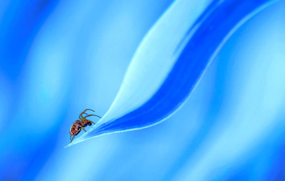 Tiny Spider Blue Leaf by Thierry Dufour — canvas wall art