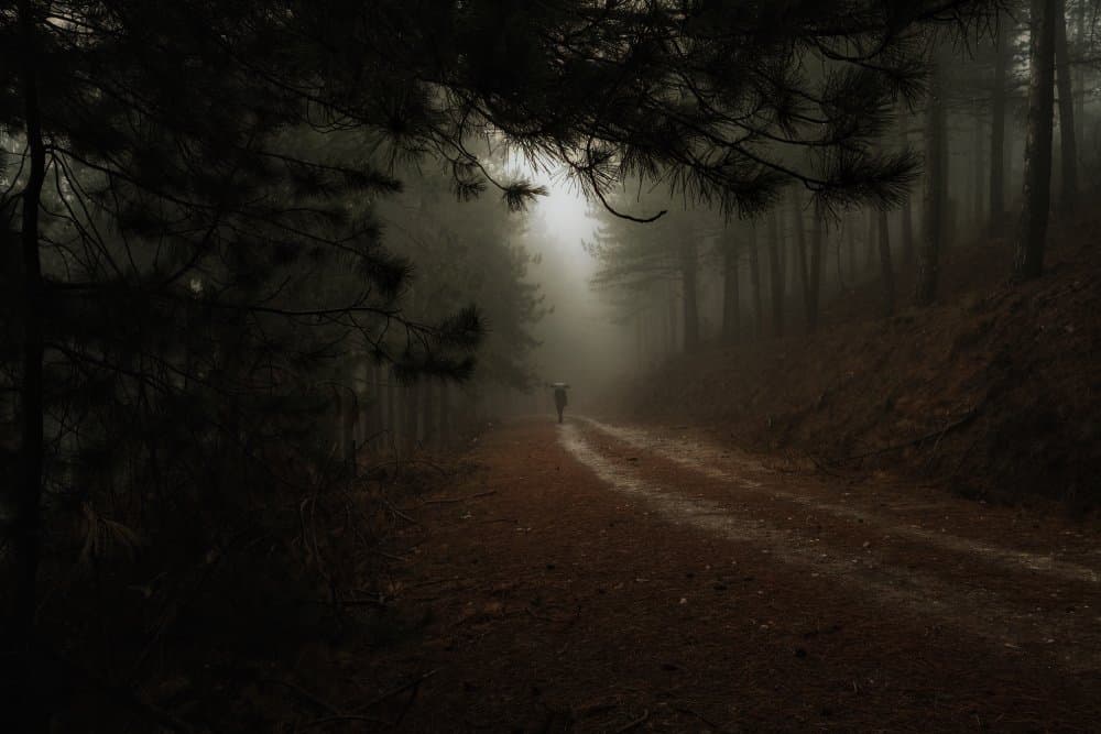 Misty Forest Path by Ali Ayer — canvas wall art