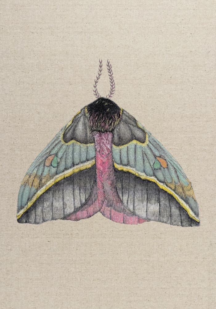 Delicate Pink Moth by ZAM.ROD — canvas wall art