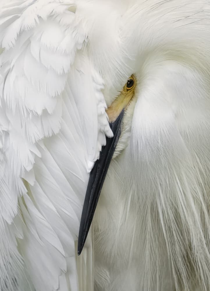 Sleeping White Egret by Amy Marques — canvas wall art