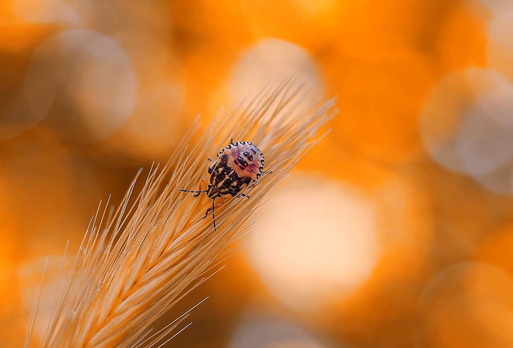 Golden Hour Insect by Thierry Dufour — canvas wall art