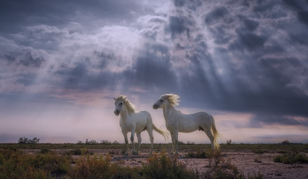 White Horses Wild Sky by joanaduenas — canvas wall art