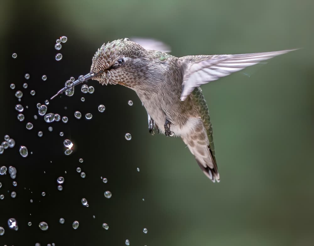 Hummingbird Drinking Splash by Judy Tseng — canvas wall art