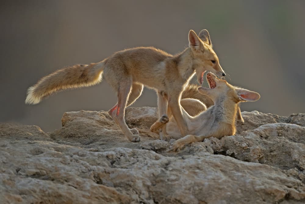 Playful Desert Foxes by Shlomo Waldmann — canvas wall art