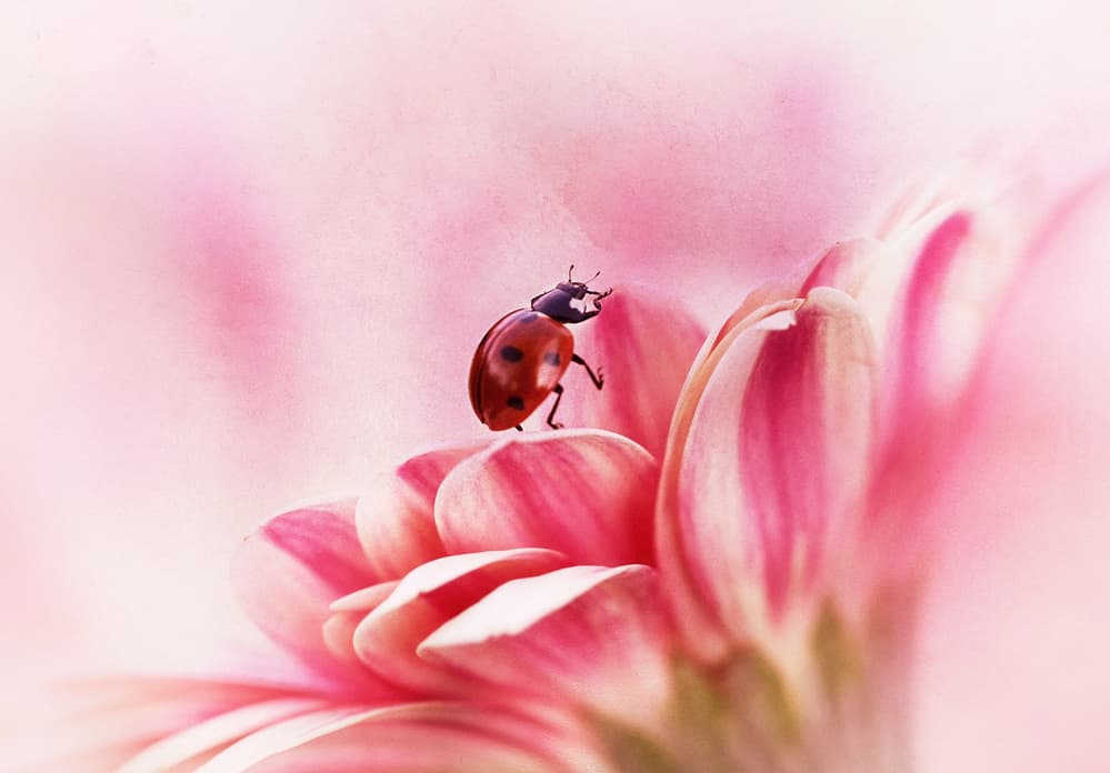 Soft Pink Ladybug by Ellen van Deelen — canvas wall art