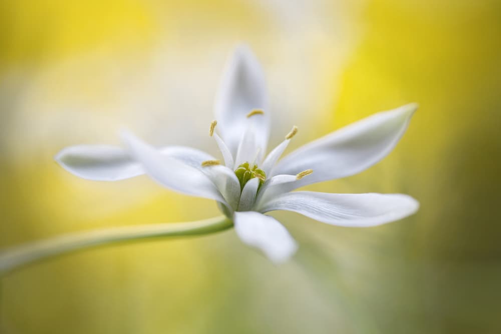 Ornithogalum by Mandy Disher — canvas wall art