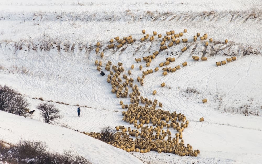 Winter Sheep and Shepherd by Ovidiu Satmari — canvas wall art