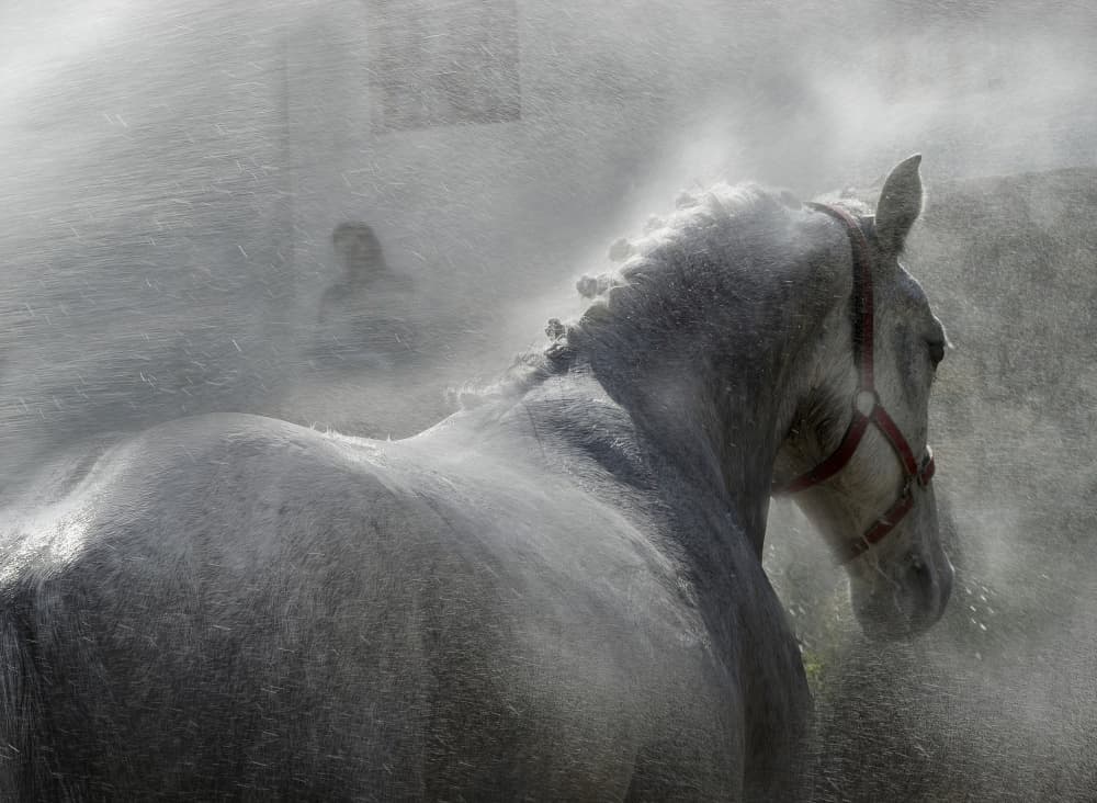 Refreshing Horse Shower by Milan Malovrh — canvas wall art