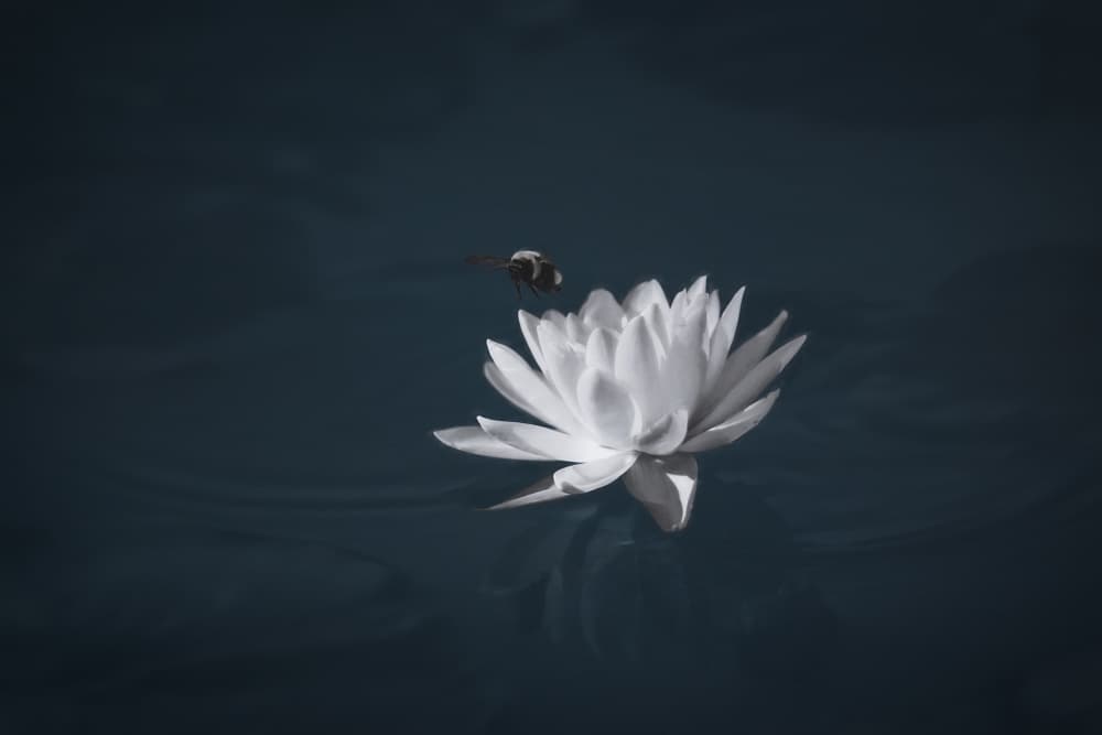 Water Lily and Bee by Liguang Huang — canvas wall art
