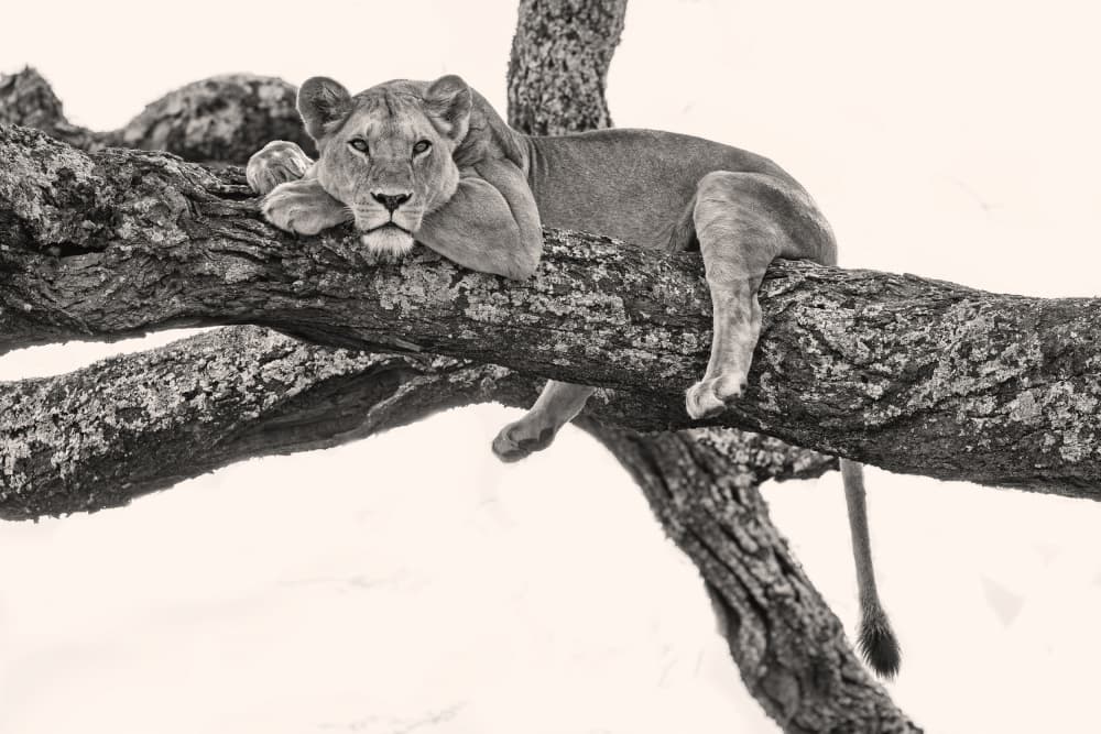 Peaceful Lioness on Branch by Alessandro Catta — canvas wall art