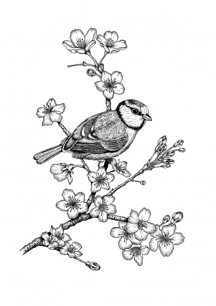 Blue Tit Blossom Drawing by Petra Holíková — canvas wall art