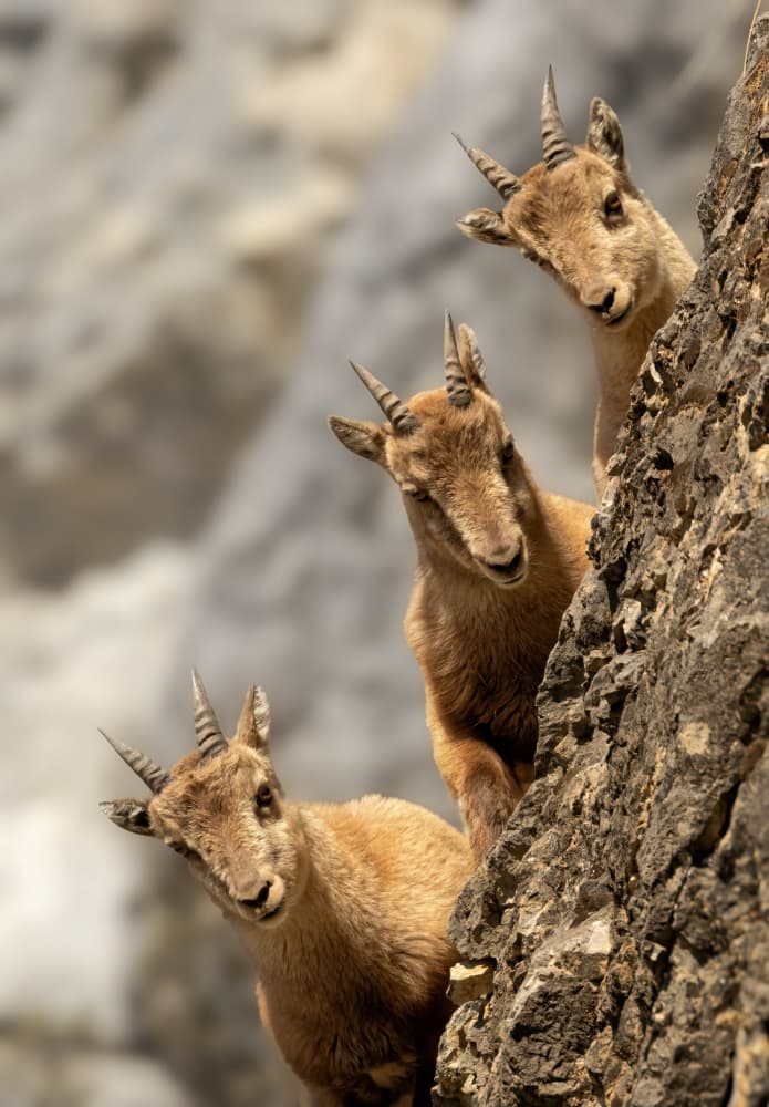 Curious Mountain Goats by Marco Barisone — canvas wall art