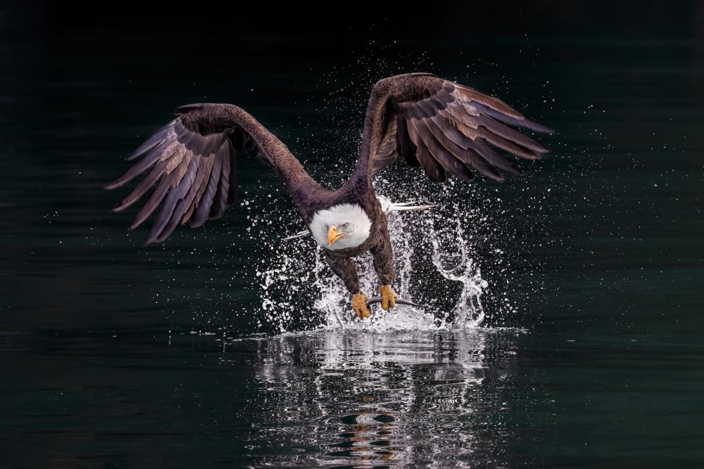 Powerful Eagle Water Splash by Jun Zuo — canvas wall art