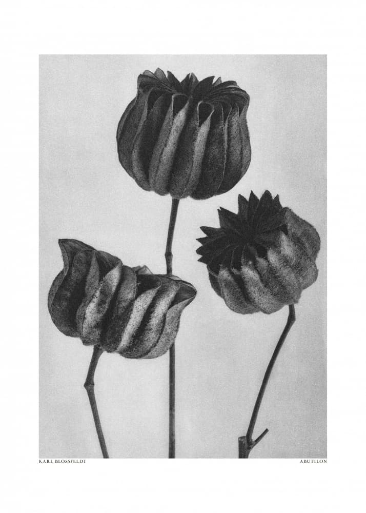 Abutilon (Lime Mallow by Karl Blossfeldt — canvas wall art