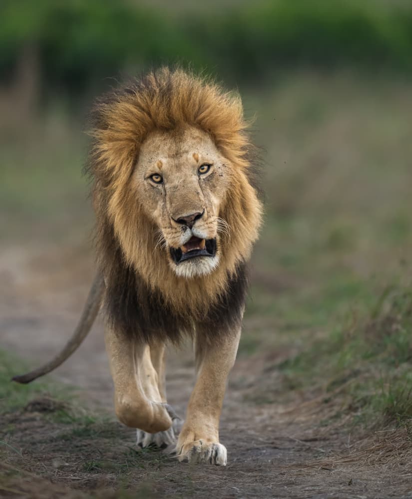 Powerful Lion Approaching by Yogesh Bhatia — canvas wall art