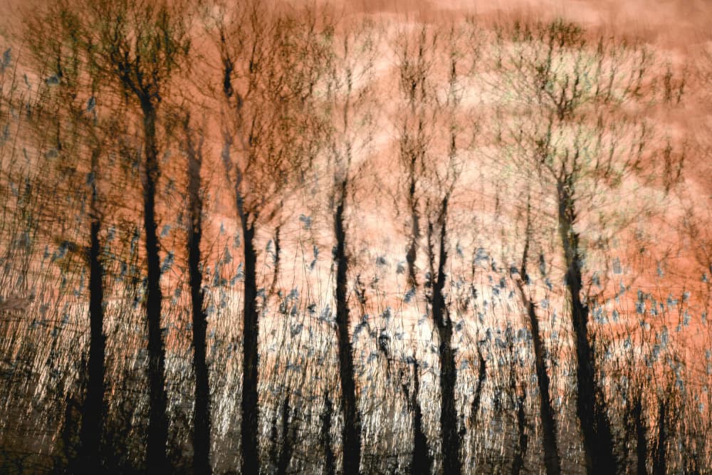 Serene Forest Glow by Christina Sillen — canvas wall art