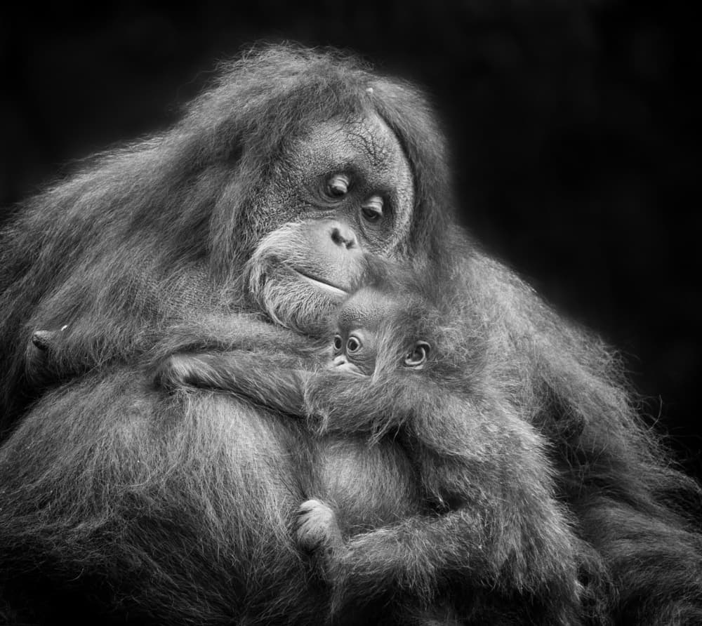 Orangutan Mother Love by Angela Muliani Hartojo — canvas wall art