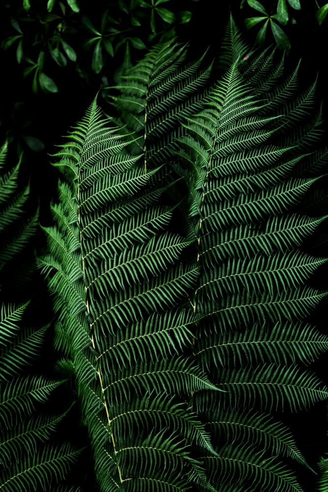 Dark Leaves 16 by Mareike Böhmer — canvas wall art