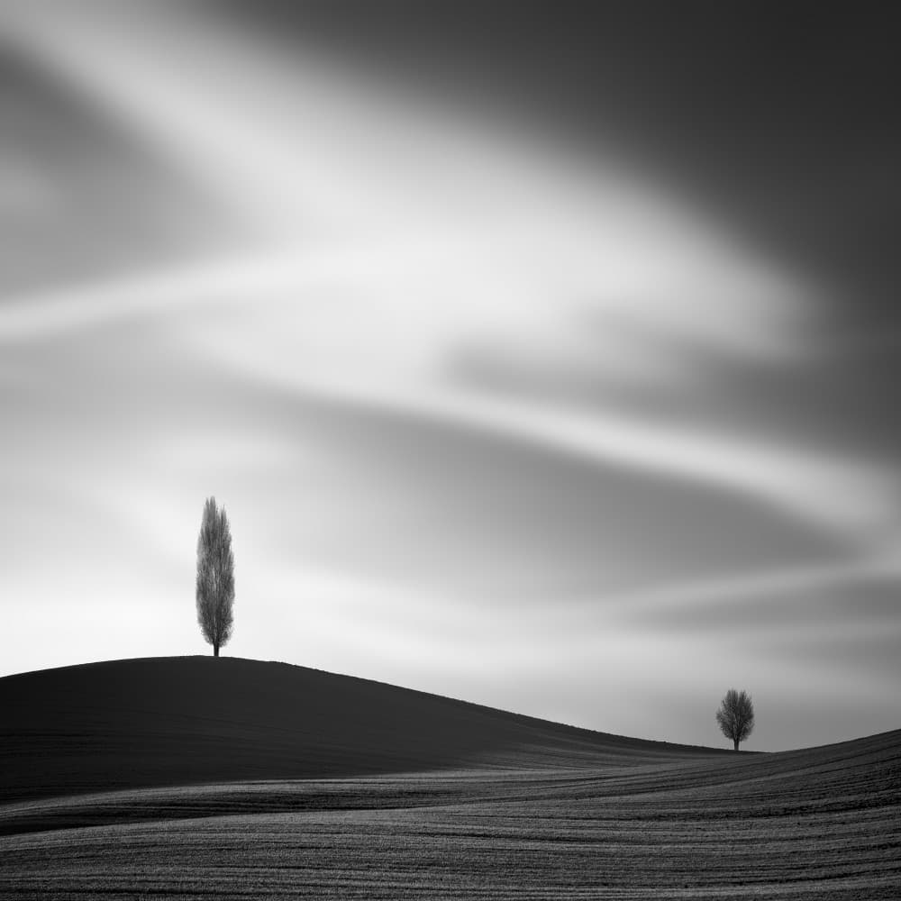 Serene Solitary Trees by Tomas Tison — canvas wall art