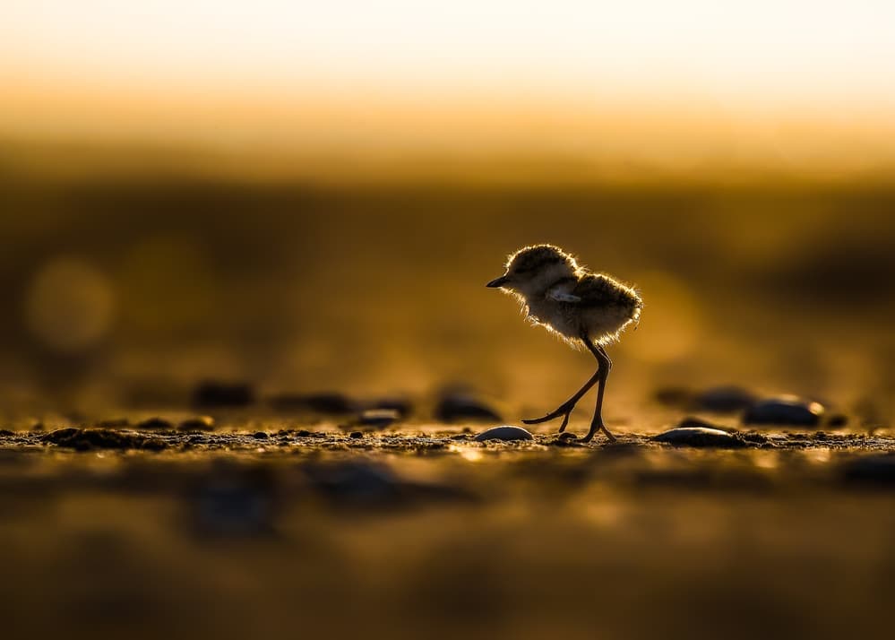 Baby Bird Golden Light by Faisal ALnomas — canvas wall art